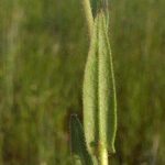 Camelina microcarpa - Kleinfrüchtiger Leindotter