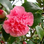 Camellia japonica 'Kramers Supreme'