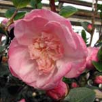 Camellia sasanqua 'Apple Blossom'