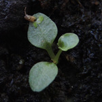 Campanula rotundifolia - Rundblättrige Glockenblume