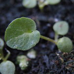 Campanula rotundifolia - Rundblättrige Glockenblume