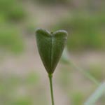 Capsella bursa-pastoris - Hirtentäschelkraut