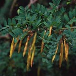 Caragana arborescens - Gemeiner Erbsenstrauch
