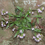 Cardaminopsis arenosa subsp. borbasii - Steinschutt-Schaumkresse