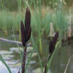 Carex acutiformis - Sumpf-Segge
