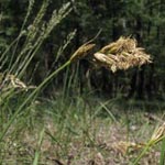 Carex arenaria - Sand-Segge