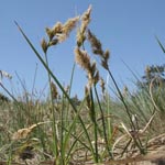 Carex arenaria - Sand-Segge