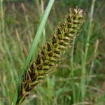 Carex binervis - Zweinervige Segge