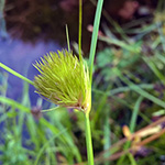 Carex bohemica - Zyperngras-Segge