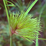 Carex bohemica - Zyperngras-Segge