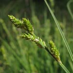 Carex canescens - Grau-Segge
