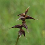 Carex davalliana - Davalls Segge