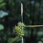 Carex demissa - Grünliche Gelb-Segge