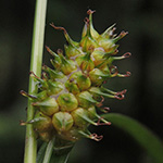 Carex demissa - Grünliche Gelbsegge