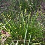 Carex echinata - Igel-Segge