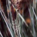 Carex elata - Steife Segge