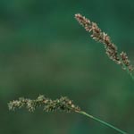 Carex elongata - Walzen-Segge