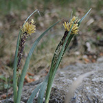 Carex flacca - Blaugrüne Segge