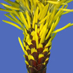 Carex flacca - Blaugrüne Segge