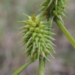 Carex flava - Gelb-Segge