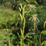 Carex muskingumensis - Palmwedel-Segge