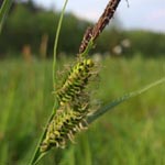 Carex nigra - Braune Segge