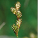 Carex leporina - Hasenpfoten-Segge