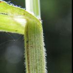 Carex pallescens - Bleiche Segge