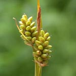 Carex pallescens - Bleiche Segge