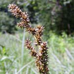 Carex paniculata - Rispen-Segge