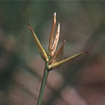 Carex pauciflora - Armblütige Segge