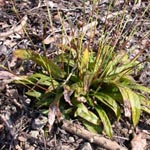 Carex plantaginea - Breitblättrige Segge