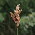 Carex praecox - Frühe Segge