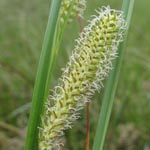 Carex rostrata - Schnabel-Segge