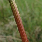 Carex ro strata - Schnabel-Segge