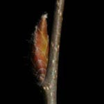 Carpinus betulus - Hainbuche