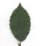 Carpinus betulus - Hainbuche