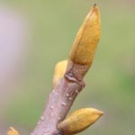 Carya cordiformis - Bitternuss