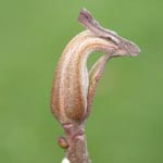 Carya illinoiensis - Pekannuss