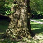 Castanea sativa - Ess-Kastanie