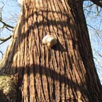 Castanea sativa - Esskastanie