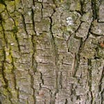 Castanea sativa - Esskastanie