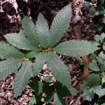 Castanea sativa - Ess-Kastanie, Edel-Kastanie