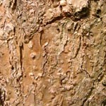 Catalpa bignonioides - Trompetenbaum