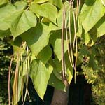 Catalpa bigninioides - Trompetenbaum