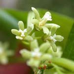 Celastrus orbicularis - Rundblättriger Baumwürger