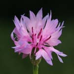 Centaurea cyanus - Kornblume (rosablütige Zuchtform)