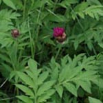 Centaurea dealbata - Zweifarbige Flockenblume