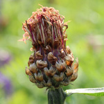 Centaurea jacea agg. - Wiesen-Flockenblume