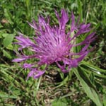 Centaurea jacea - Wiesen-Flockenblume